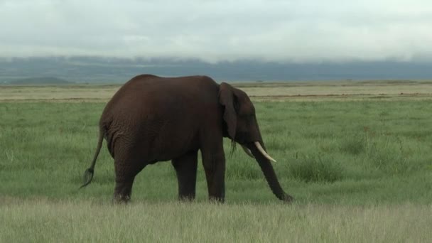 Afrikaanse Olifant Loxodonta Africana Grote Stier Slagtand Die Door Graslanden — Stockvideo