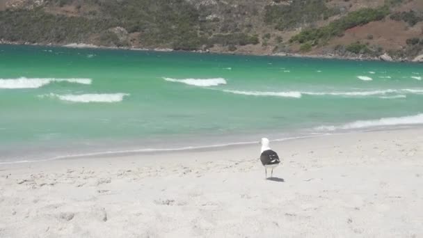 Seagull Walking Sandy Beach Blue Sky Beautiful Sea — Stock Video