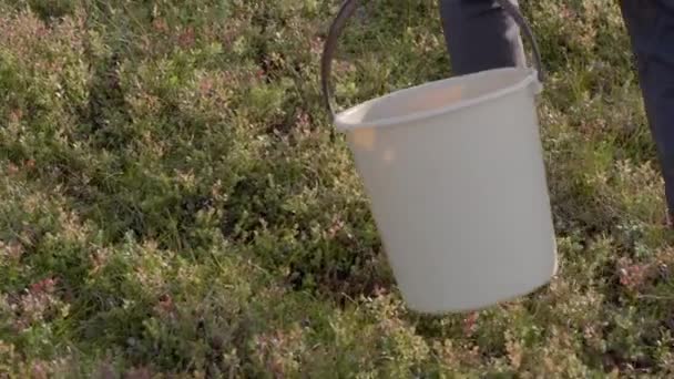 Bosbessenplukken Met Behulp Van Een Zweedse Bessenplukker Gefilmd Buiten Kiruna — Stockvideo