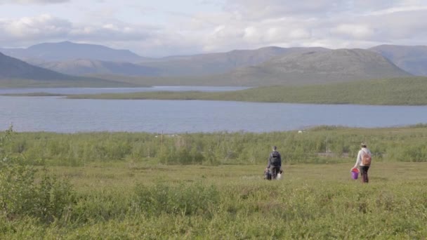 Colheita Mirtilo Com Ajuda Apanhador Bagas Sueco Filmado Fora Kiruna — Vídeo de Stock