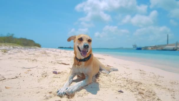 Cute dog laying on white sandy beach relaxing, Curacao