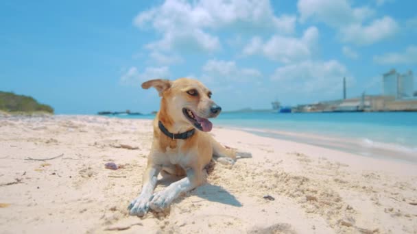 Cute dog laying majestically on beach in Caribbean, Curacao.