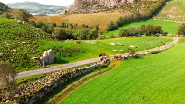 Volando Lejos Las Vacas Campo Con Hierba Verde Con Una — Vídeo de stock