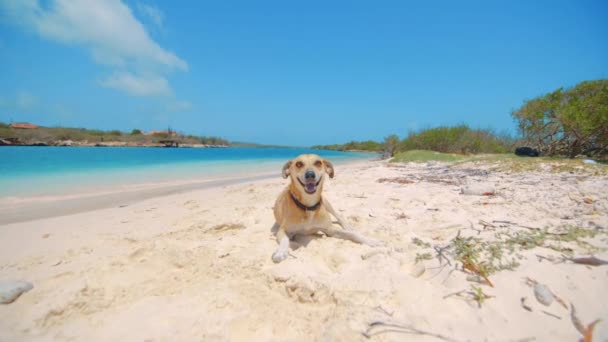 Dog laying on beach playfully runs away from camera, Curacao