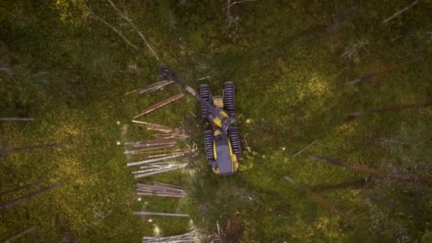 Escorpión Haciendo Trabajo Forestal — Vídeo de stock