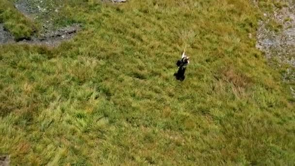 Luchtfoto Van Een Blond Meisje Wandelen Zwitserse Alpen — Stockvideo