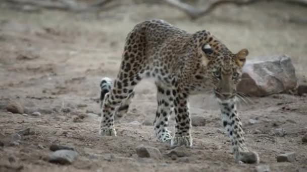 印度拉贾斯坦邦斋浦尔Jhalana Leopard公园下一个狩猎径行走的印度豹幼崽 — 图库视频影像