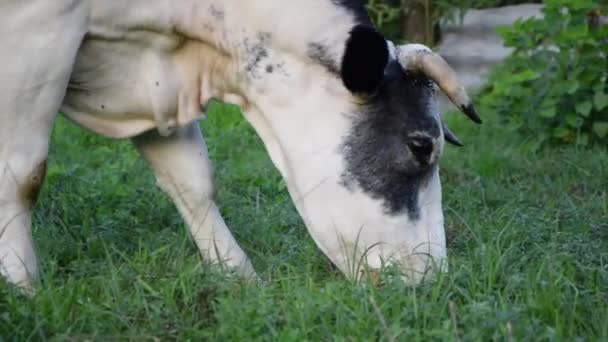 Primer Plano Una Vaca Holstein Blanca Comiendo Hierba — Vídeo de stock