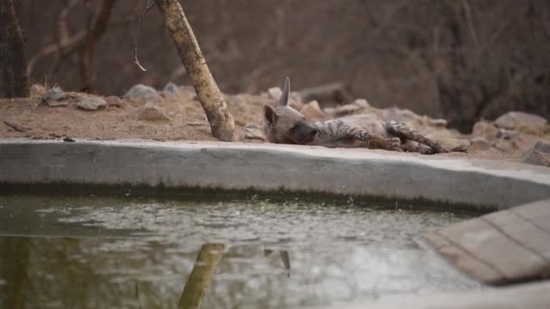 Indische Streifenhyäne Ruht Der Nähe Eines Wasserlochs Jhalana Leopard Park — Stockvideo