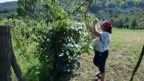 Stará Žena Sbírá Čerstvé Ovoce Broskvoně Zahradě — Stock video