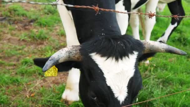 Primer Plano Las Vacas Blancas Negras — Vídeo de stock