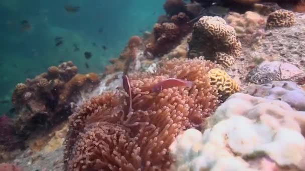 海葵上有几只小丑鱼 — 图库视频影像
