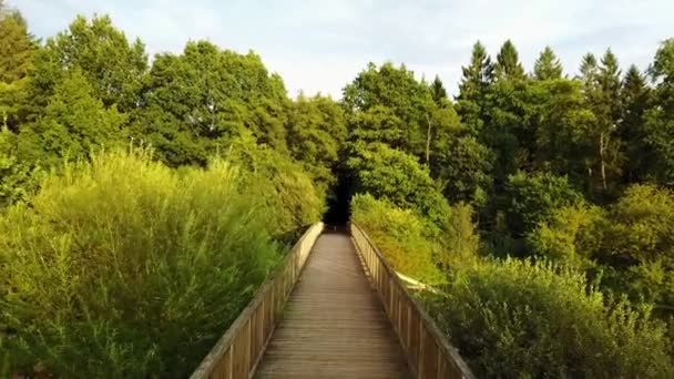 Деревянный Мост Зеленый Лес Над Водой — стоковое видео