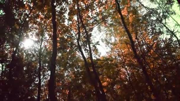 Sun Breaking Pine Trees — Stock Video