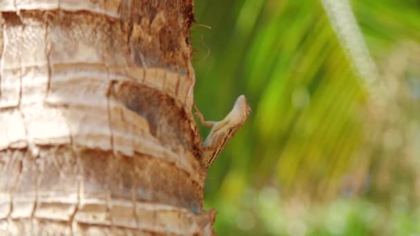 Полосатый Анол Anolis Lineatus Сидит Пальме Забираясь Прочь Кюрасао — стоковое видео