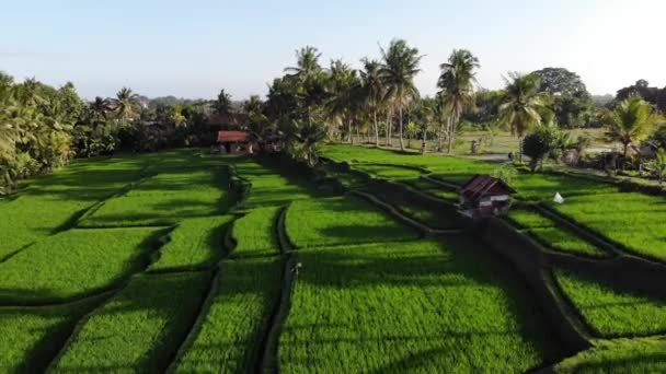Flygfoto Bali Rice Terrass Plantage Indonesien — Stockvideo