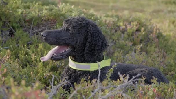 Standaard Poedel Rustend Een Modder Buiten Kiruna Zweden — Stockvideo