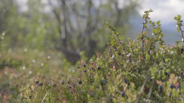 Áfonyaszedés Egy Svéd Bogyószedő Segítségével Kiruna Külvárosában Forgatták Svéd Lappföldön — Stock videók