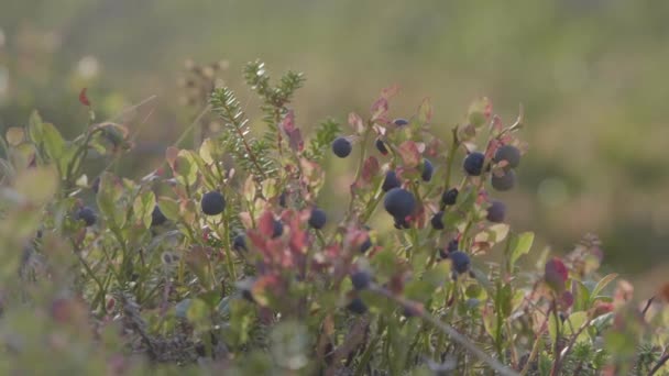 蓝莓采摘在一个瑞典浆果采摘者的帮助下 在基律纳郊外的瑞典拉普兰拍摄 — 图库视频影像