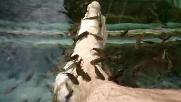 Garra Rufa Ryba Pływanie Wodzie Robi Pedicure Stóp Człowieka Zbliżenie — Wideo stockowe