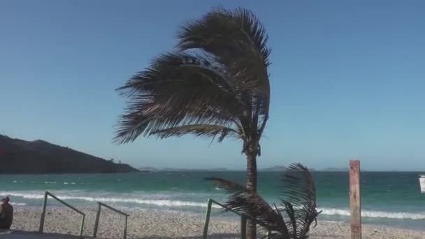 Stabilized Image Coconut Tree Beach Little Civilization Enough Wind — Stock Video