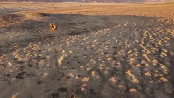 Krásný Záběr Ledových Koní Dramaticky Běžících Západu Slunce Zastřelen Mavic — Stock video