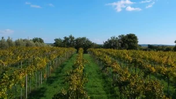 Images Drones Vignoble Italien — Video