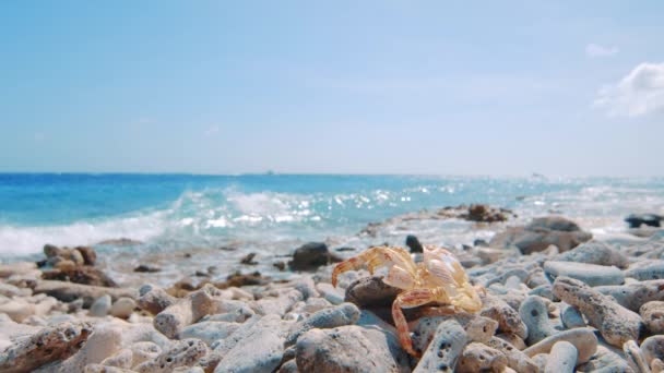 Exoesqueleto Caranguejo Deitado Praia Rochosa Com Ondas Batendo Costa Curaçao — Vídeo de Stock