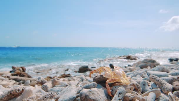 Exoesqueleto Cangrejo Tendido Playa Mirando Mar Azul Claro Con Yate — Vídeos de Stock