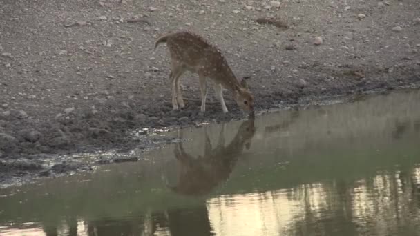 Whitetail Buckelt Und Tut — Stockvideo