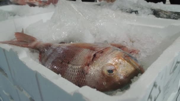 西班牙南部一个当地的鱼类市场上 红色的黑斑鱼坐在冰上 — 图库视频影像
