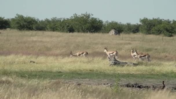 エトシャ国立公園の草原サバンナを歩くスプリングボクスの群れ ナミビア — ストック動画