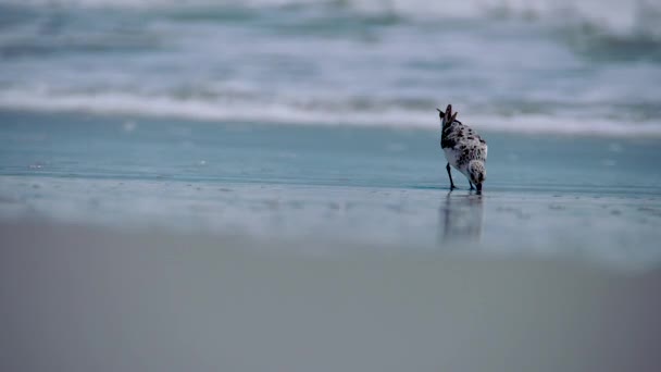 Sanderling Surf — Stock Video