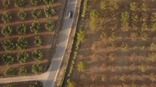 Letecký Pohled Plantáž Koryta Olivovými Háji Sardinii Itálii Vozidlo Pohybuje — Stock video