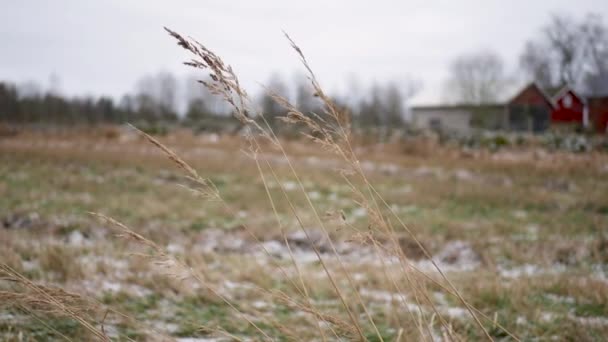 Wind Waait Het Gras Een Koude Winterdag Zweeds Platteland — Stockvideo