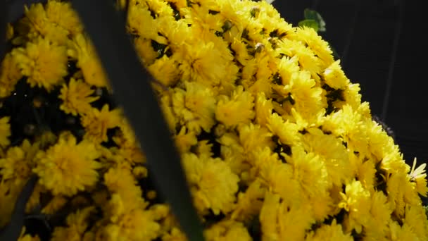 Flor Amarilla Moviéndose Cámara Lenta — Vídeos de Stock