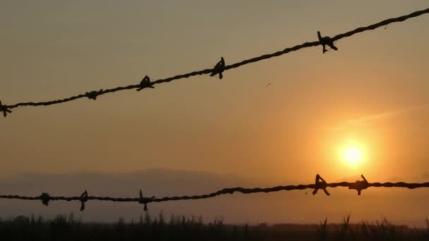 Blick Auf Den Sonnenuntergang Durch Den Drahtzaun Einem Sommertag — Stockvideo