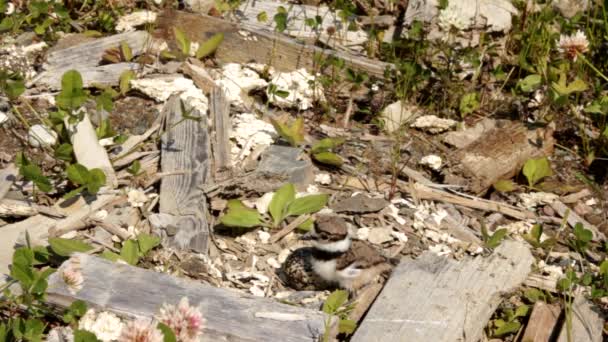 Female Osprey Killdeer Takes Care Her Baby Her Egg Hot — Stock Video