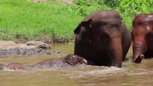 Elephants Playing Water Bathe River Slow Motion — Stock Video