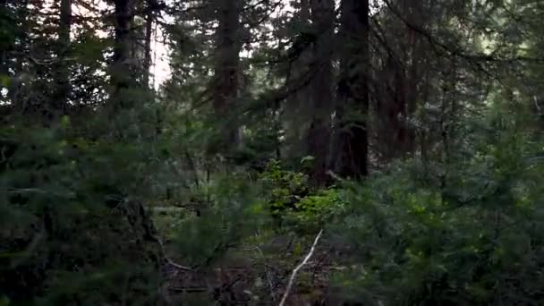 Una Tranquilla Passeggiata Attraverso Una Foresta Pini — Video Stock