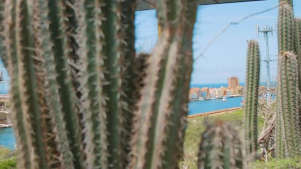 Paso Lento Cactus Espinosos Para Revelar Regata Navíos Del Ombligo — Vídeos de Stock