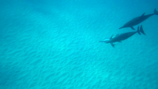 Unterwasseraufnahmen Zeitlupe Von Spinner Delfinen Die Sich Flachen Sandigen Gewässern — Stockvideo