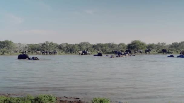 Wild African Elephant Herd Balneazione Presso Foro Acqua — Video Stock