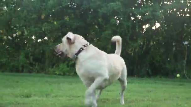 Natte Honden Spelen Fetch Met Tennis Ball — Stockvideo