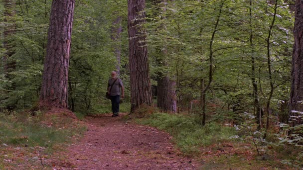 Ein Spaziergang Wald — Stockvideo