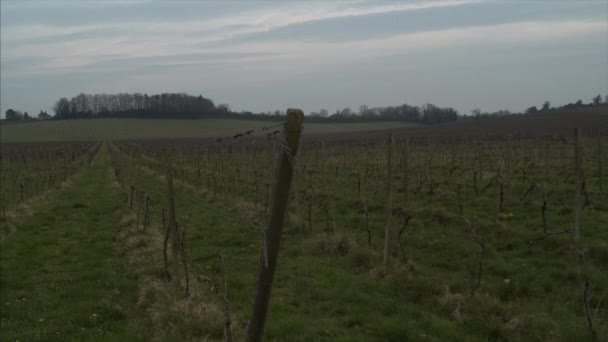 Ponto Vista Shot Caminhando Por Uma Bela Vinha Campo — Vídeo de Stock