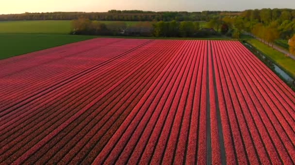 オランダのピンクの花畑の空中映像 — ストック動画