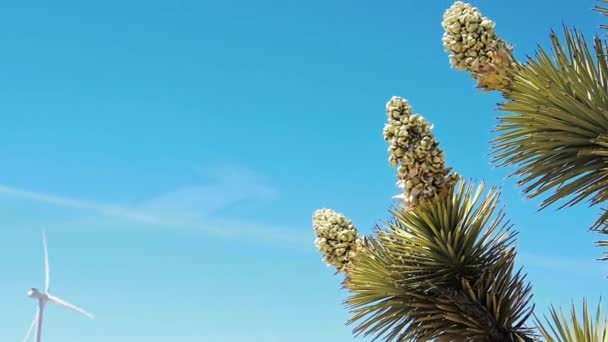 Joshua Flores Que Florecen Granja Molinos Viento Desierto Primavera — Vídeos de Stock