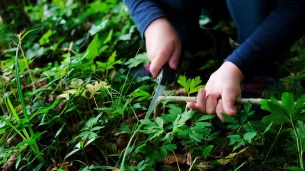一个小女孩或男孩的手拿着一把瑞士刀 在森林里锯木 没有人 — 图库视频影像