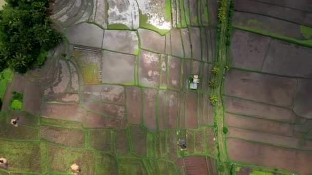 Hava Aracı Görüntüleri Bali Deki Pirinç Tarlasının Kuş Bakışı Görüntüleri — Stok video
